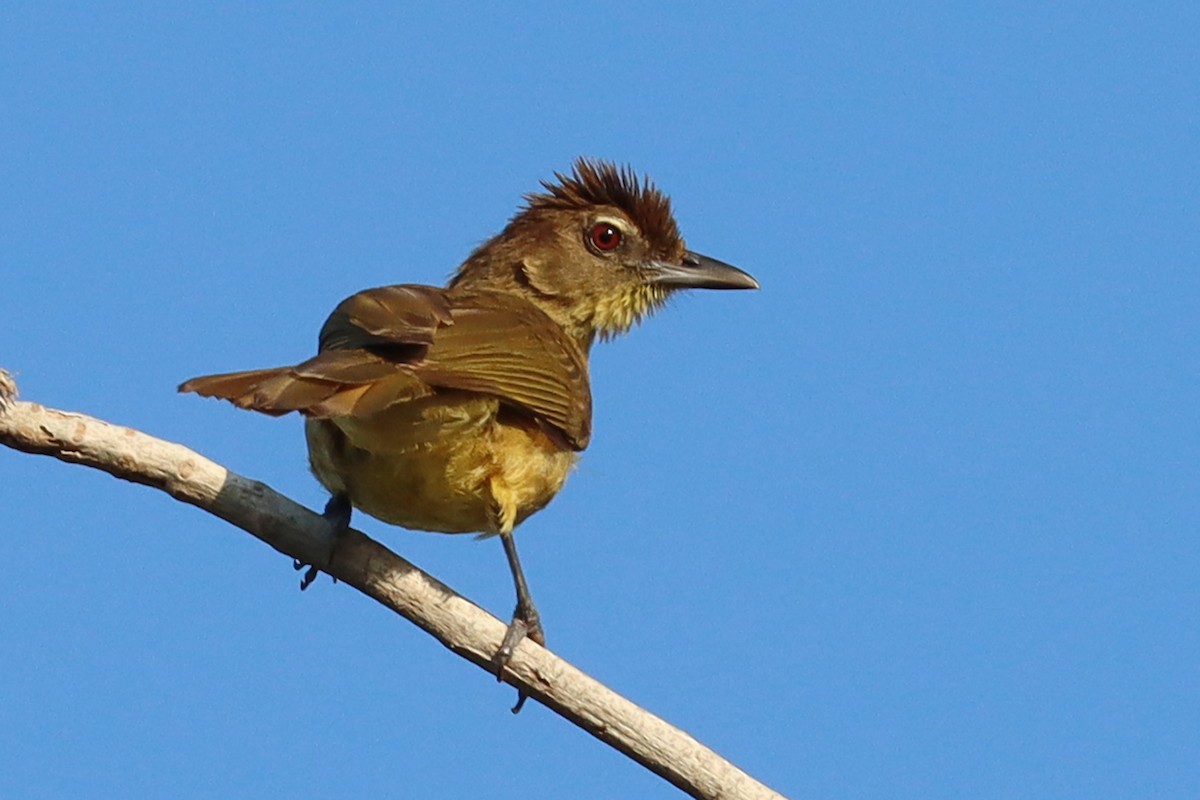 Bulbul à poitrine jaune - ML386855161