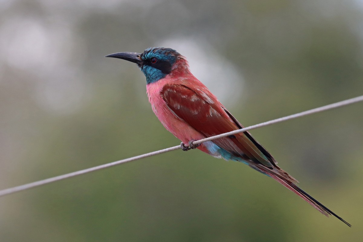 Northern Carmine Bee-eater - ML386855941