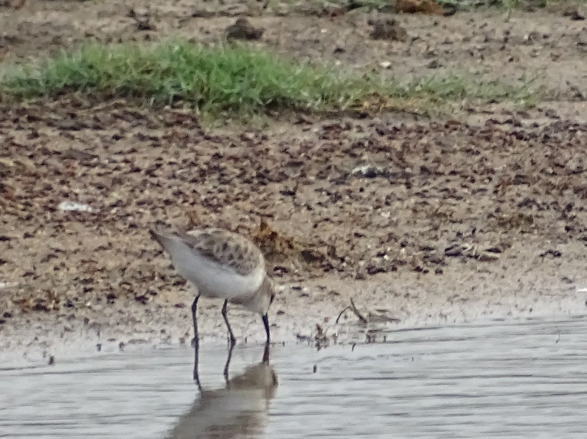 Little Stint - ML386857301