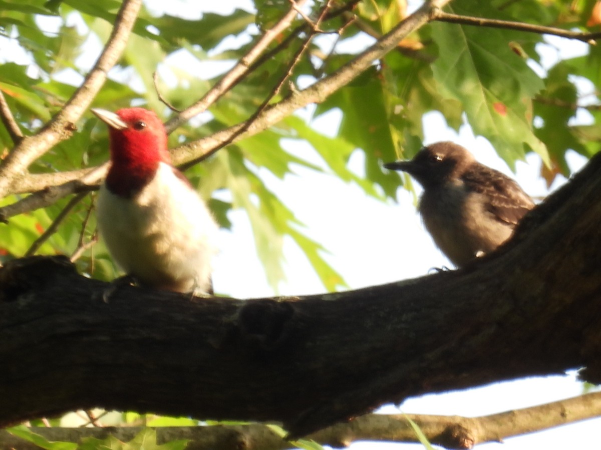 Red-headed Woodpecker - ML386860891