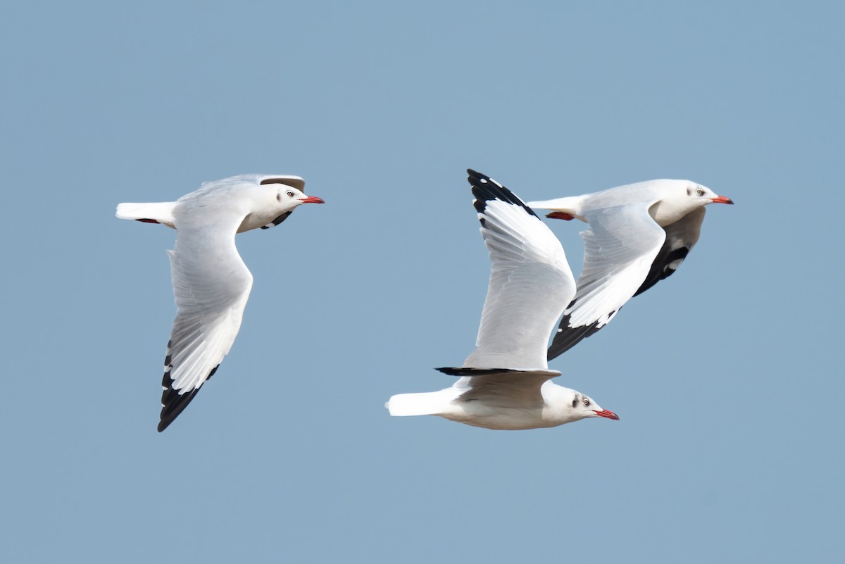 Brown-headed Gull - ML386861651