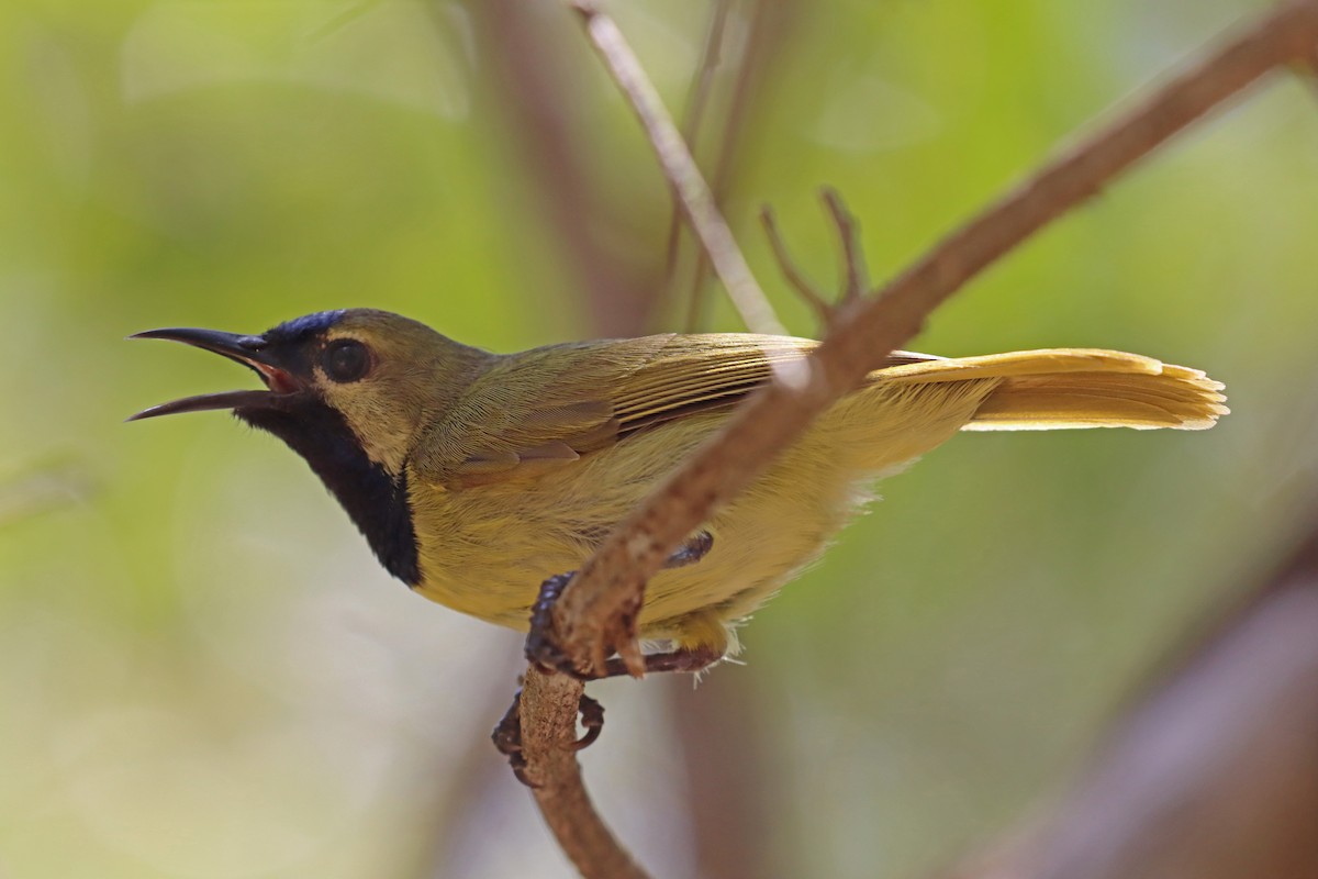 Plain-backed Sunbird - ML386862141