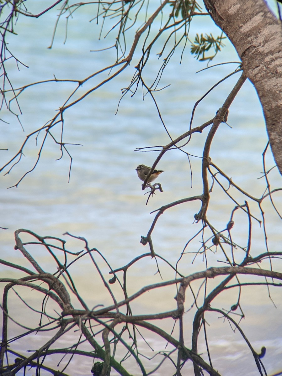 Spotted Pardalote - ML386862161