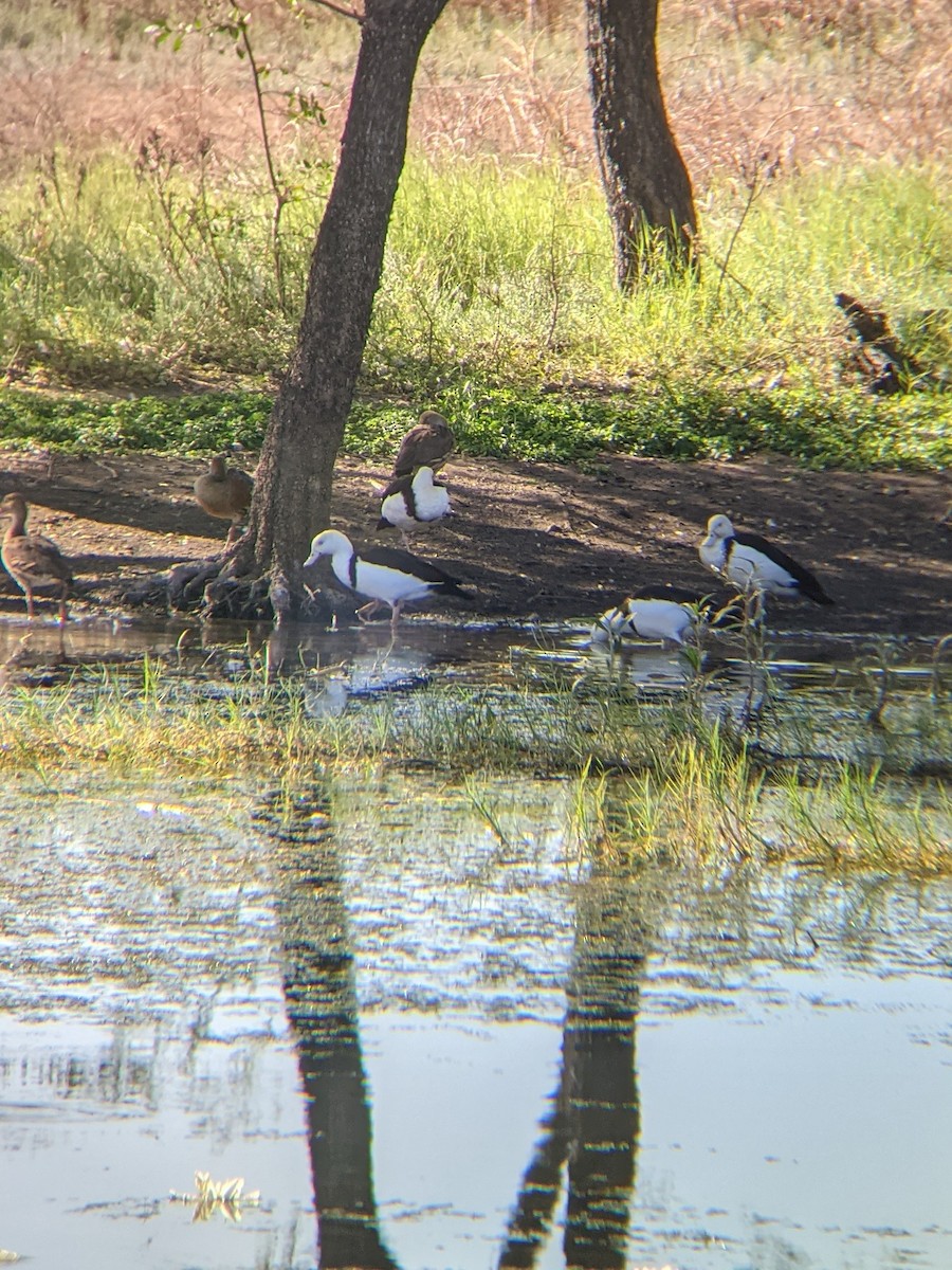 Radjah Shelduck - ML386863901