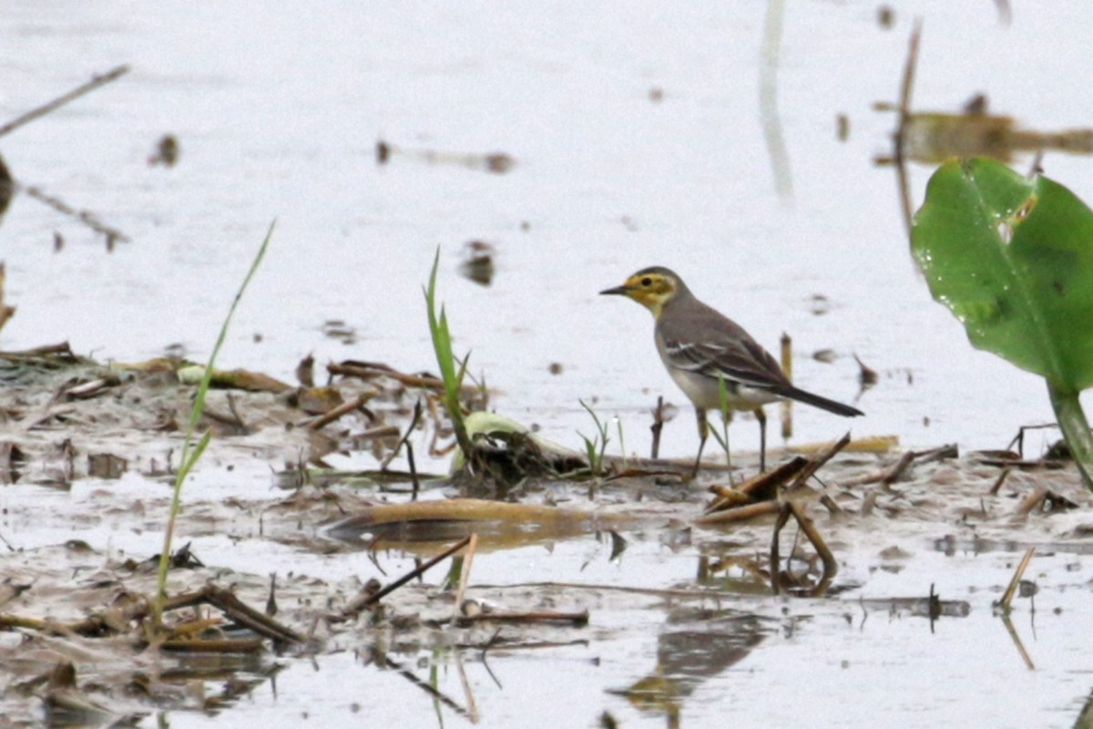 Citrine Wagtail - Charley Hesse TROPICAL BIRDING