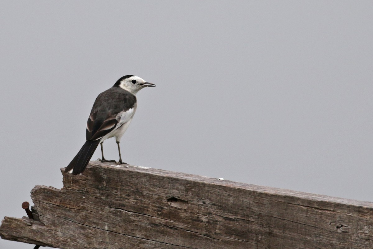 White Wagtail (Chinese) - Charley Hesse TROPICAL BIRDING