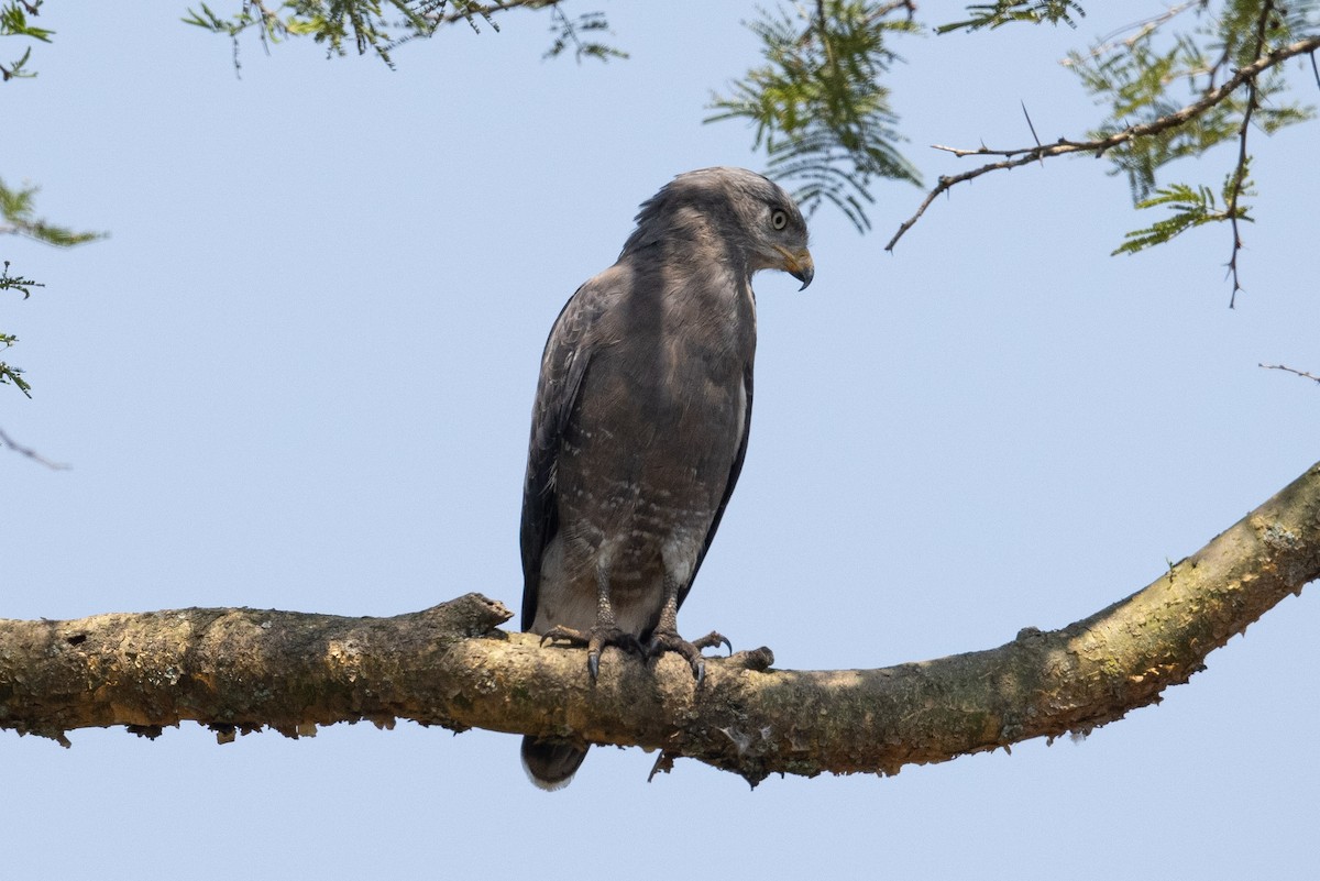 Banded Snake-Eagle - ML386864461