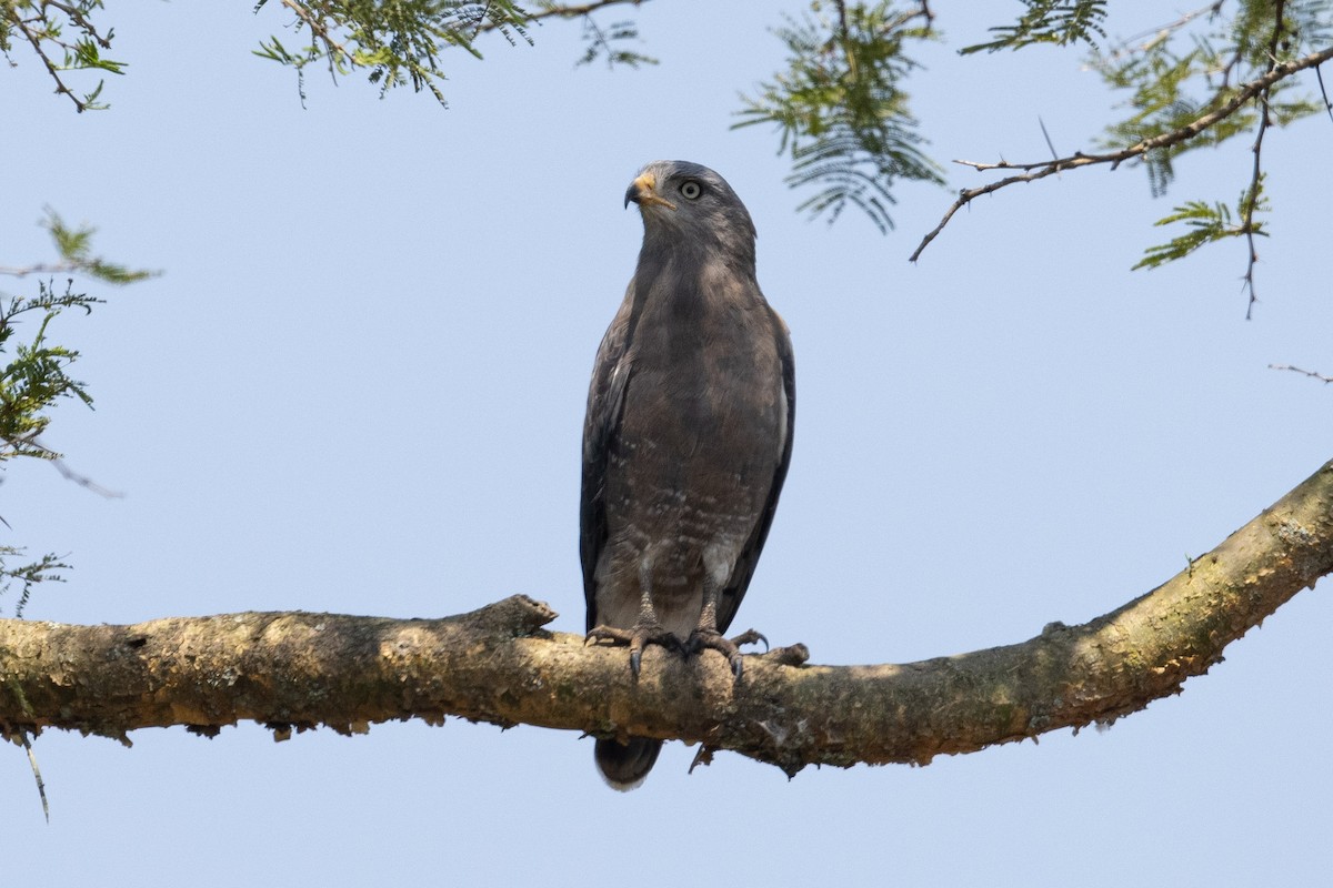 Banded Snake-Eagle - ML386864491