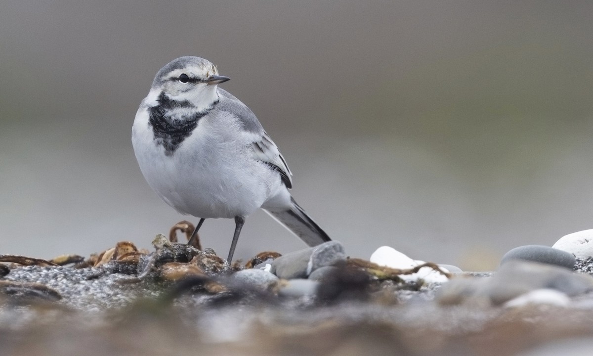 White Wagtail - Zak Pohlen