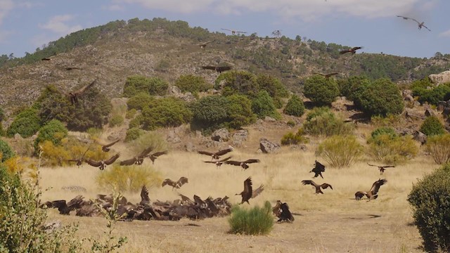 Cinereous Vulture - ML386866901