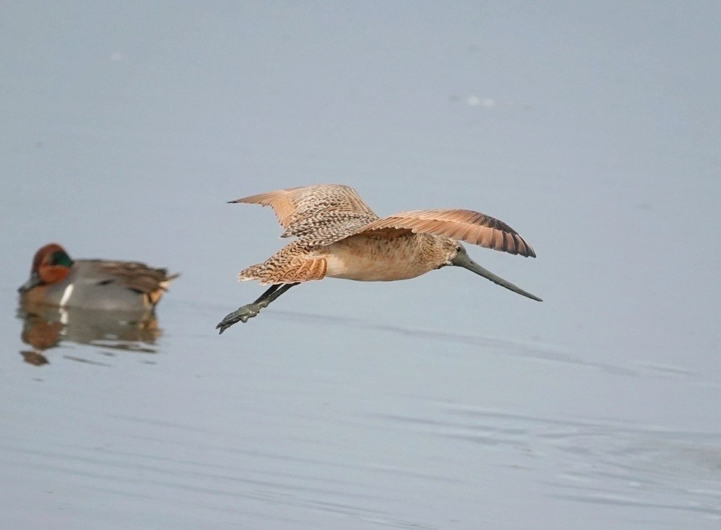 Marbled Godwit - ML386867041