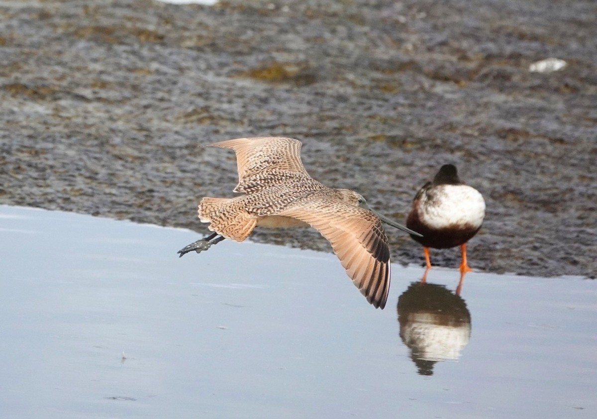 Marbled Godwit - ML386867051