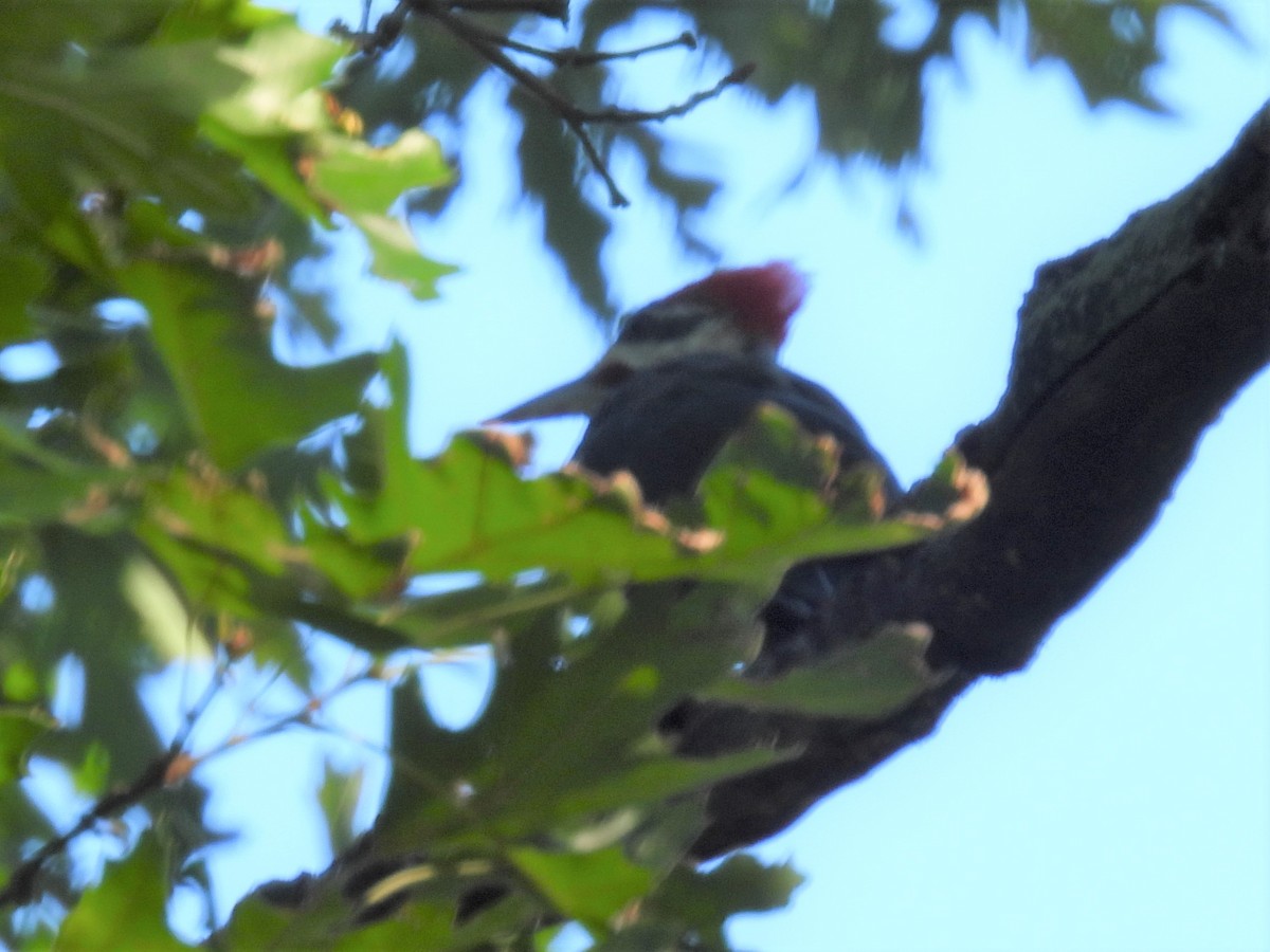 Pileated Woodpecker - ML386867711