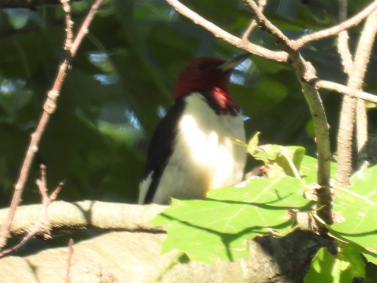 Red-headed Woodpecker - ML386867801