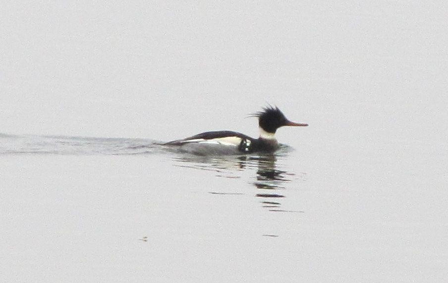 Red-breasted Merganser - ML386868251