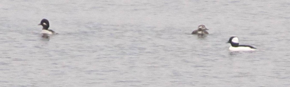 Long-tailed Duck - ML386868611