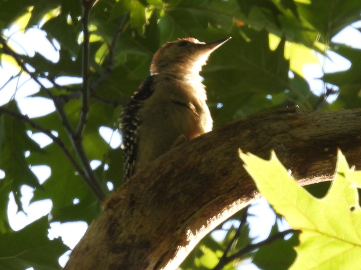 Red-bellied Woodpecker - ML386868641