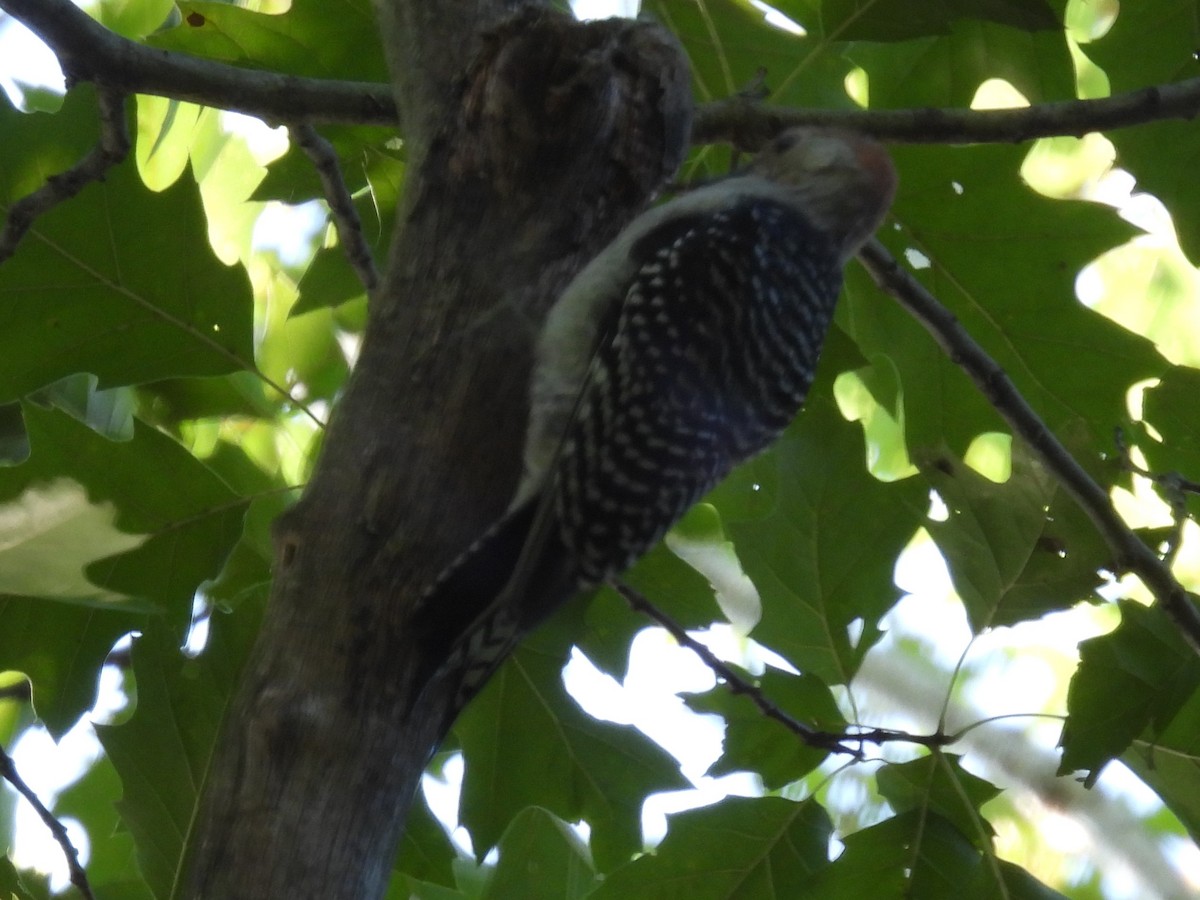 Red-bellied Woodpecker - ML386868671