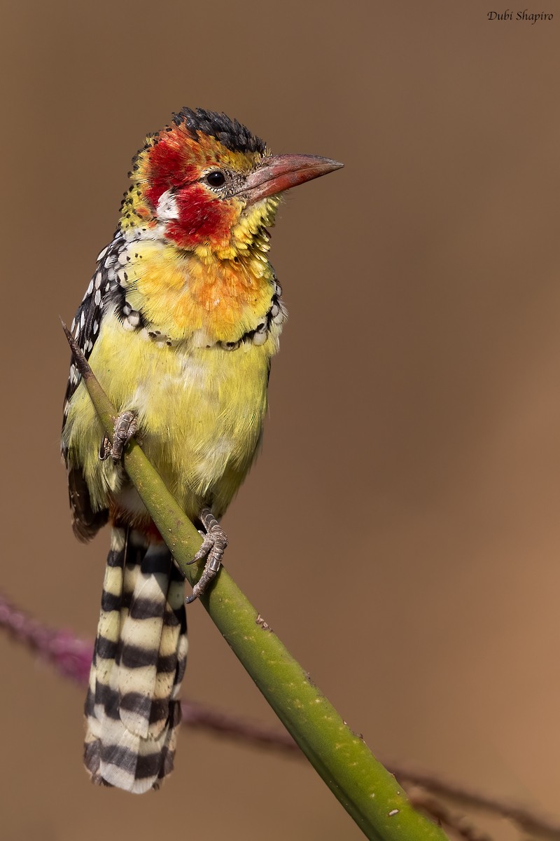 Red-and-yellow Barbet - Dubi Shapiro