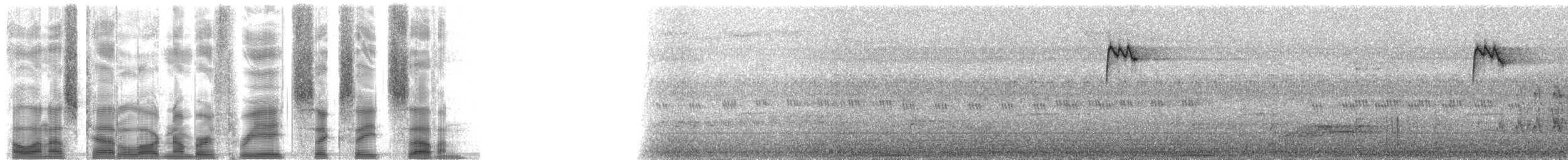 Turuncu Karınlı Öksekuşu - ML38687