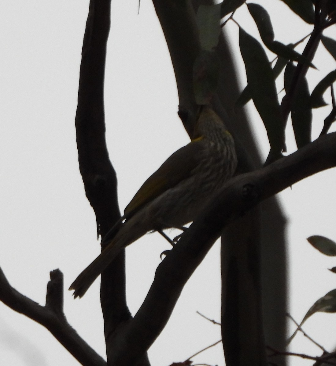 Yellow-plumed Honeyeater - ML386870651