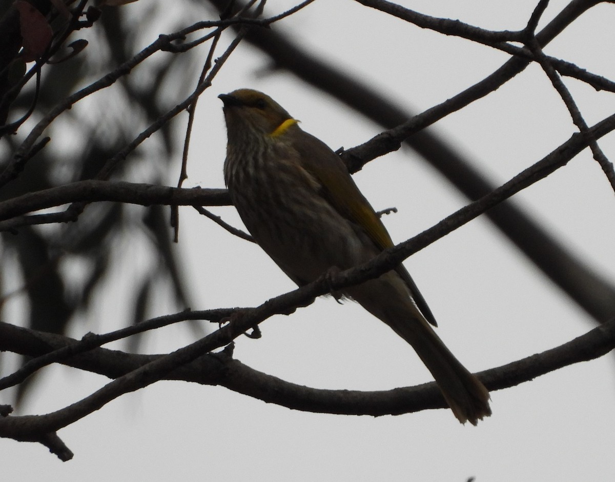 Yellow-plumed Honeyeater - ML386870661