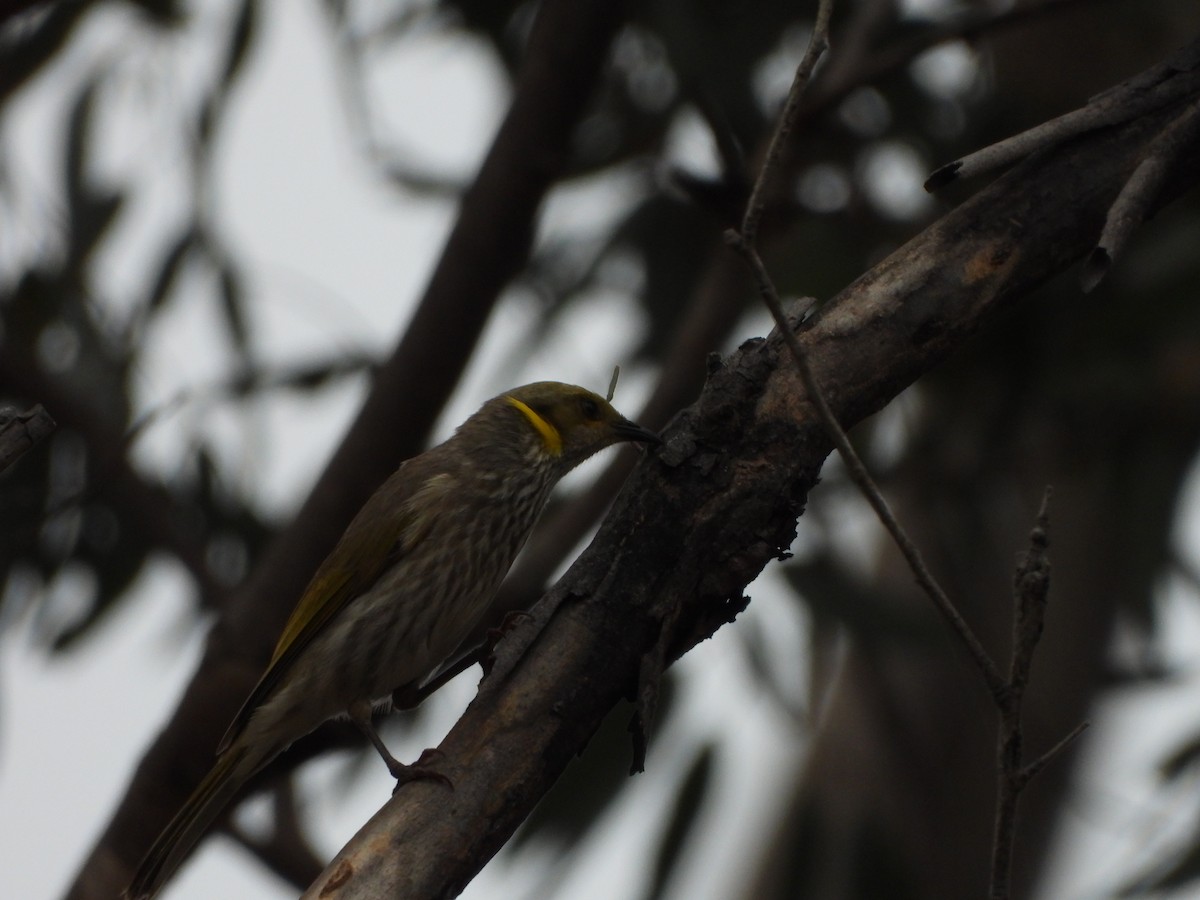 Yellow-plumed Honeyeater - ML386870751