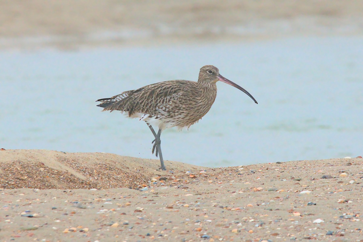 Eurasian Curlew - Doug Norwood