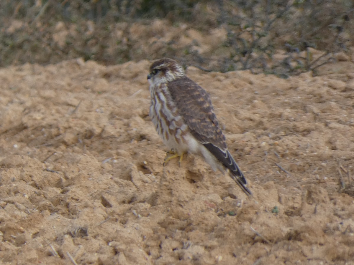 Merlin - ML386871601