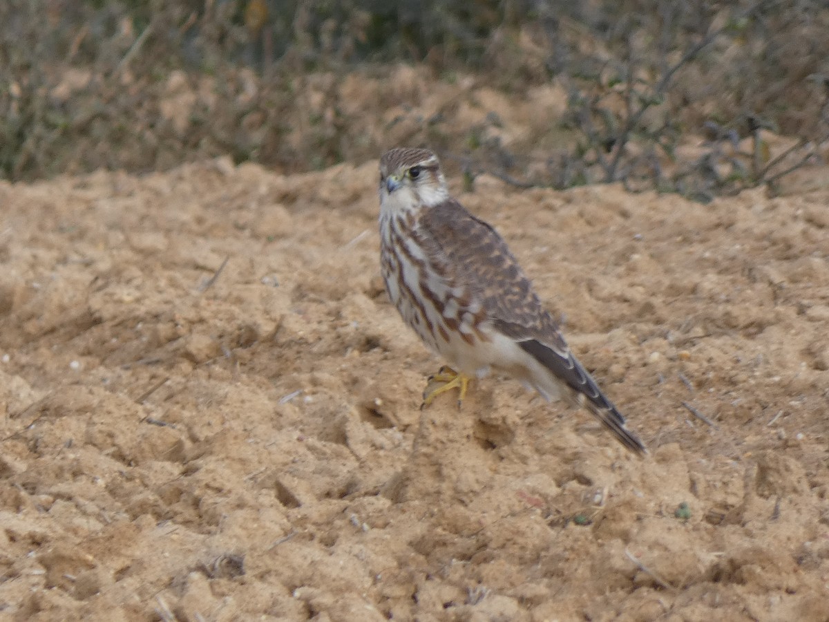 Merlin - ML386871611