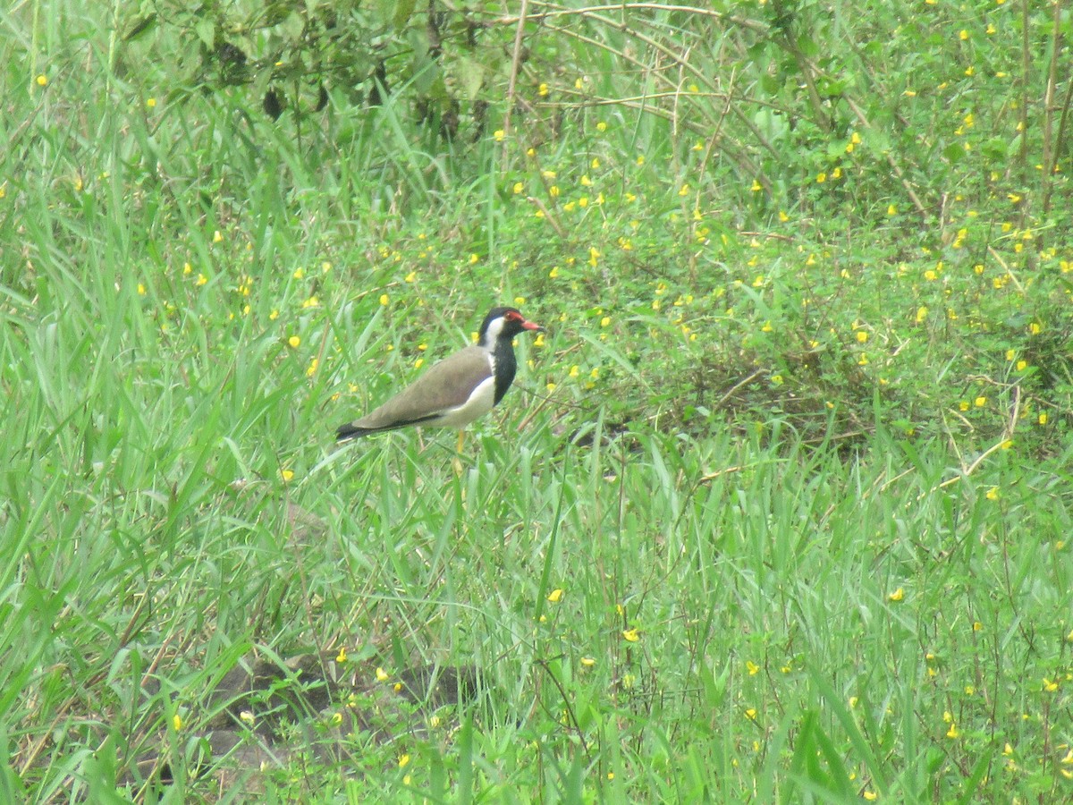 Red-wattled Lapwing - ML386872971