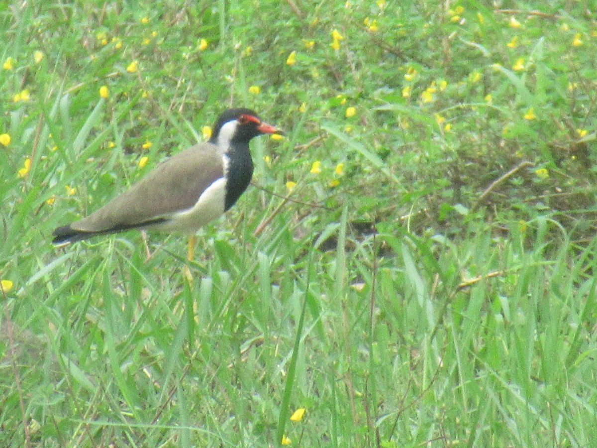 Red-wattled Lapwing - ML386872981