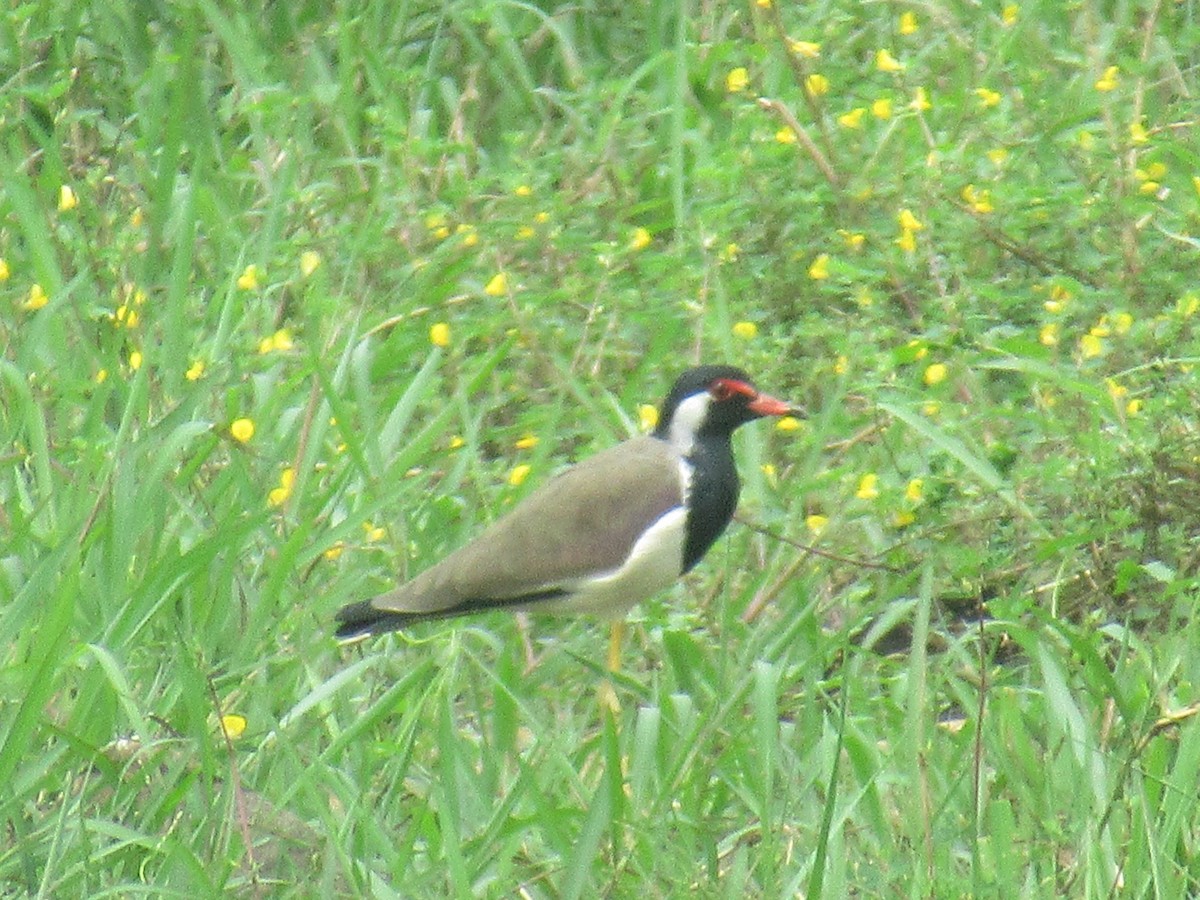 Red-wattled Lapwing - ML386872991