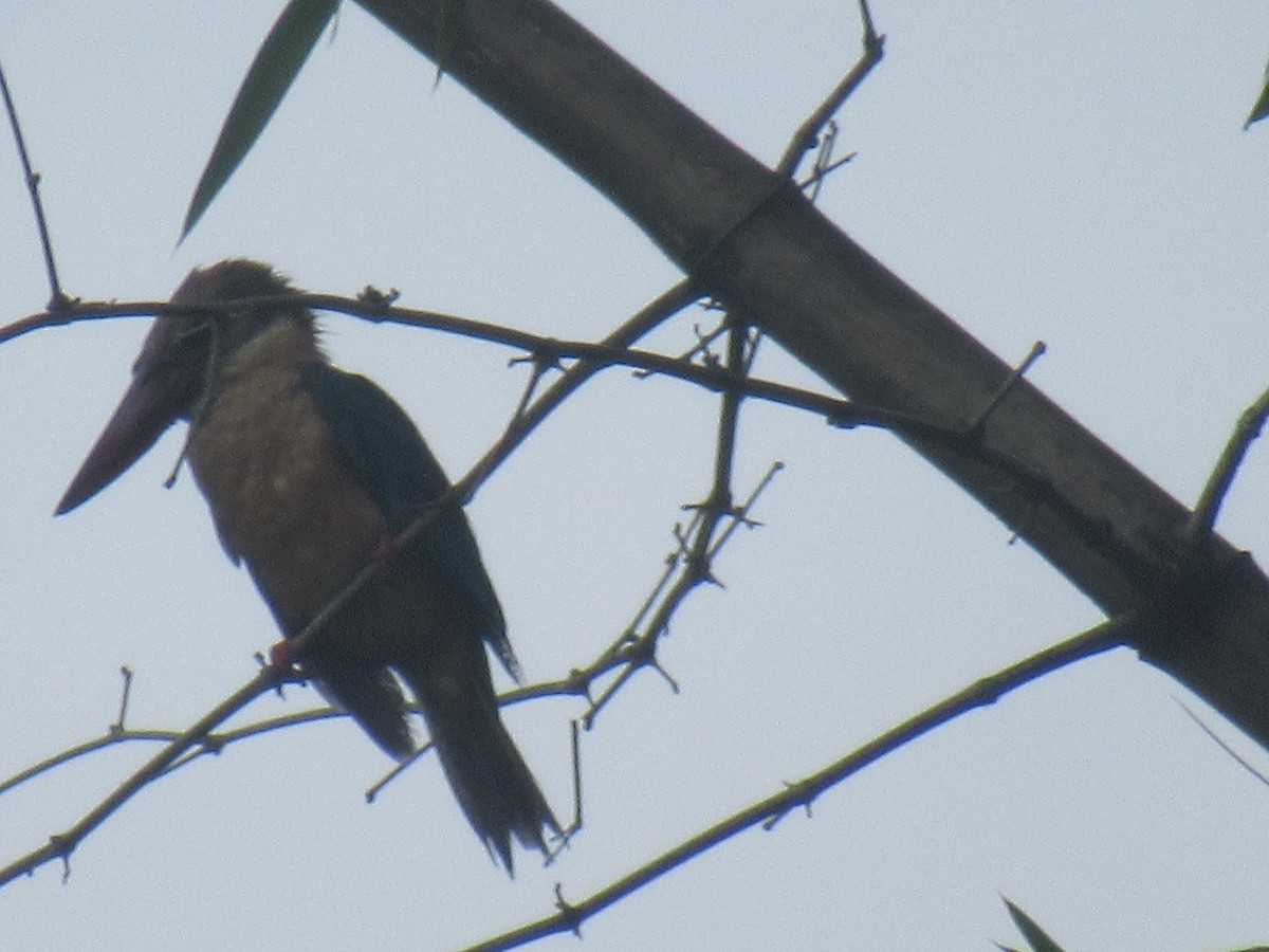 Stork-billed Kingfisher - ML386873021