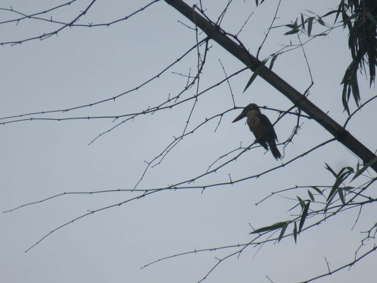 Stork-billed Kingfisher - ML386873031
