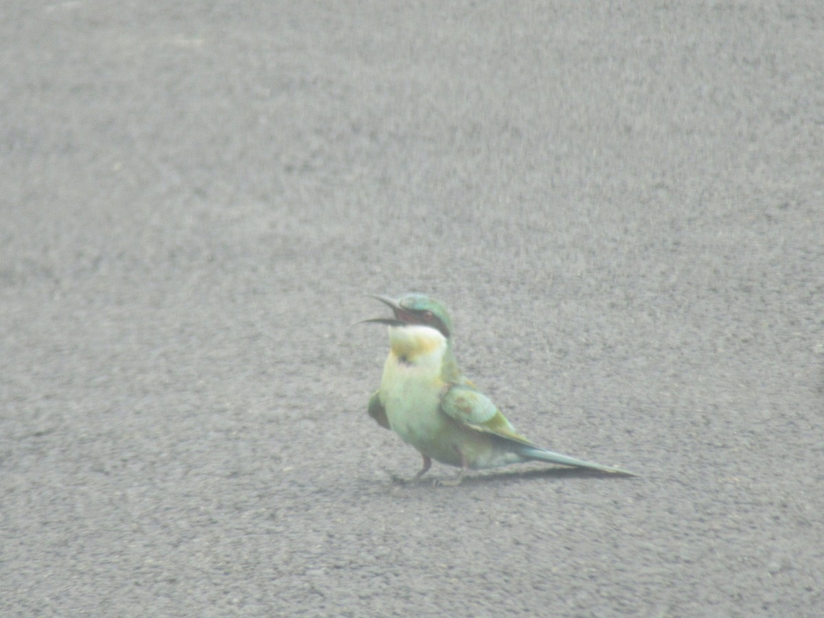 Blue-tailed Bee-eater - ML386873051