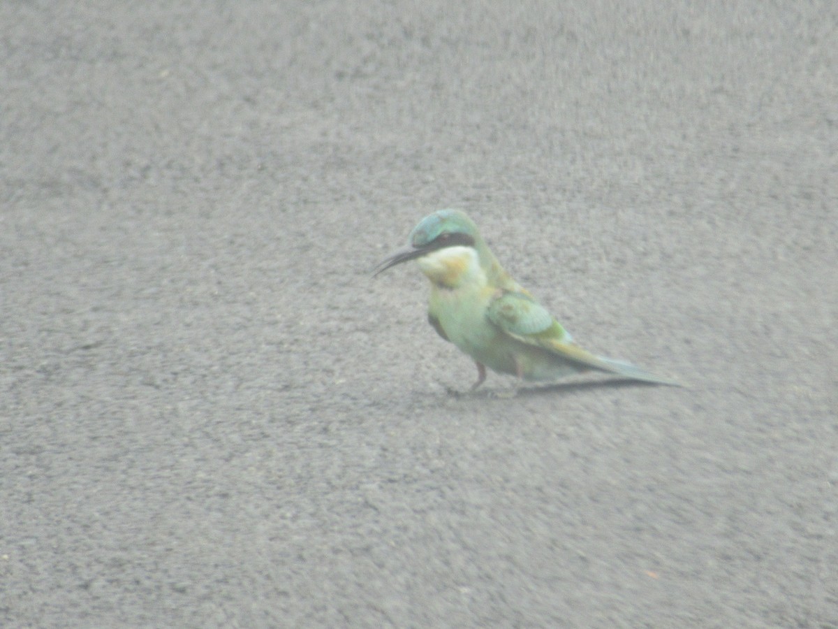Blue-tailed Bee-eater - ML386873061