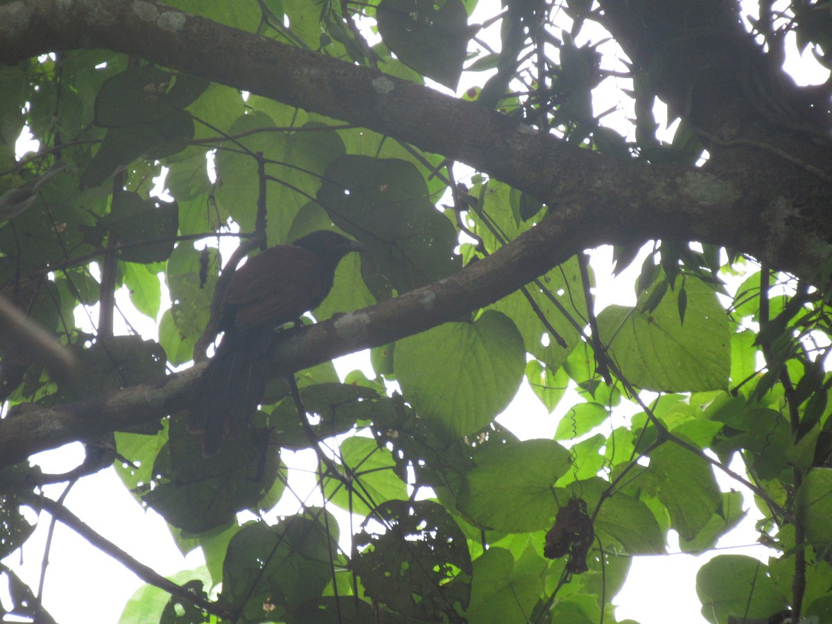 Greater Coucal - ML386873281