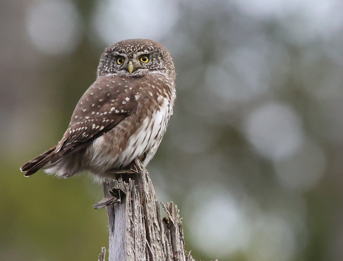 Eurasian Pygmy-Owl - Lukas Sobotta