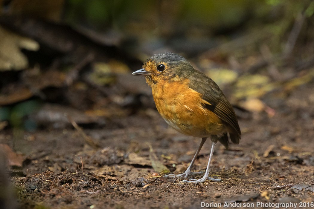 Slate-crowned Antpitta - Dorian Anderson