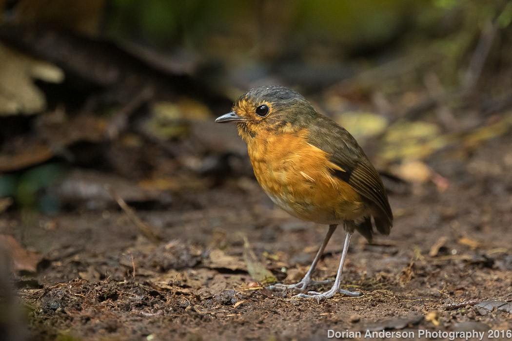 Slate-crowned Antpitta - ML38687531