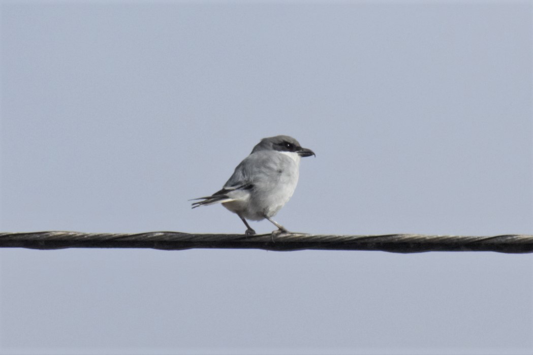 Great Gray Shrike - Manuel Bárcena // Oxyura Birdwatching
