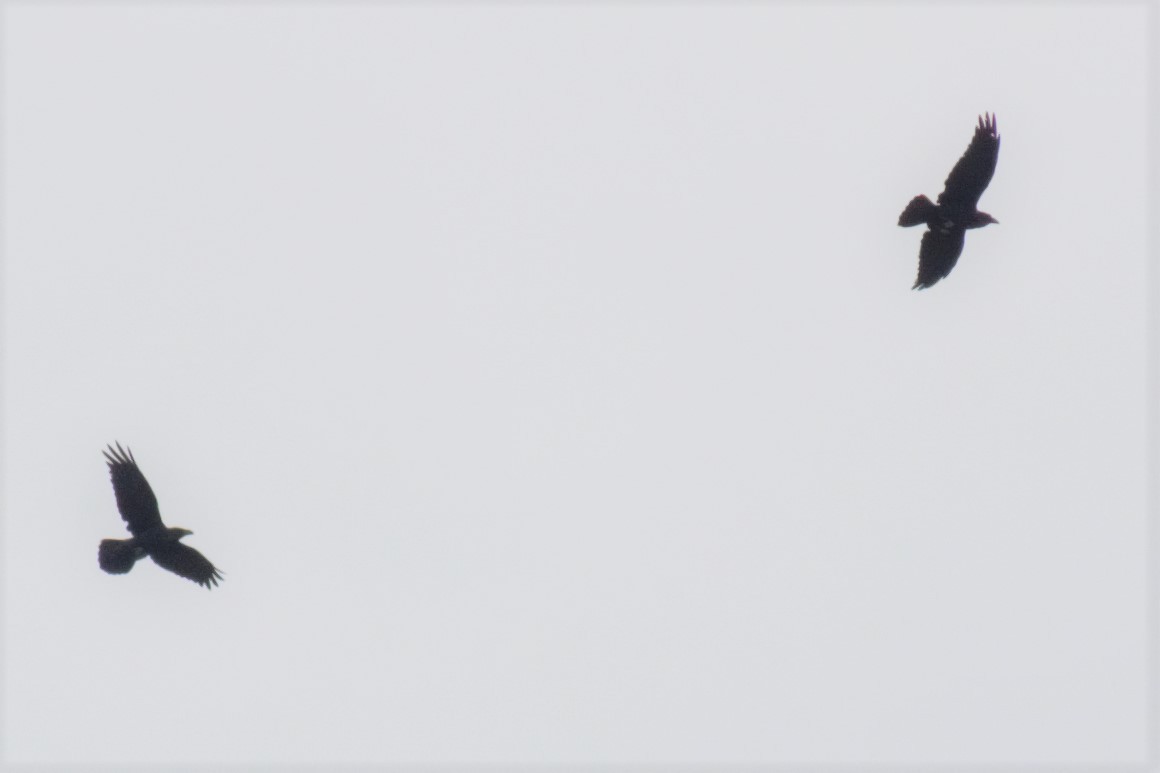 Common Raven - Manuel Bárcena // Oxyura Birdwatching