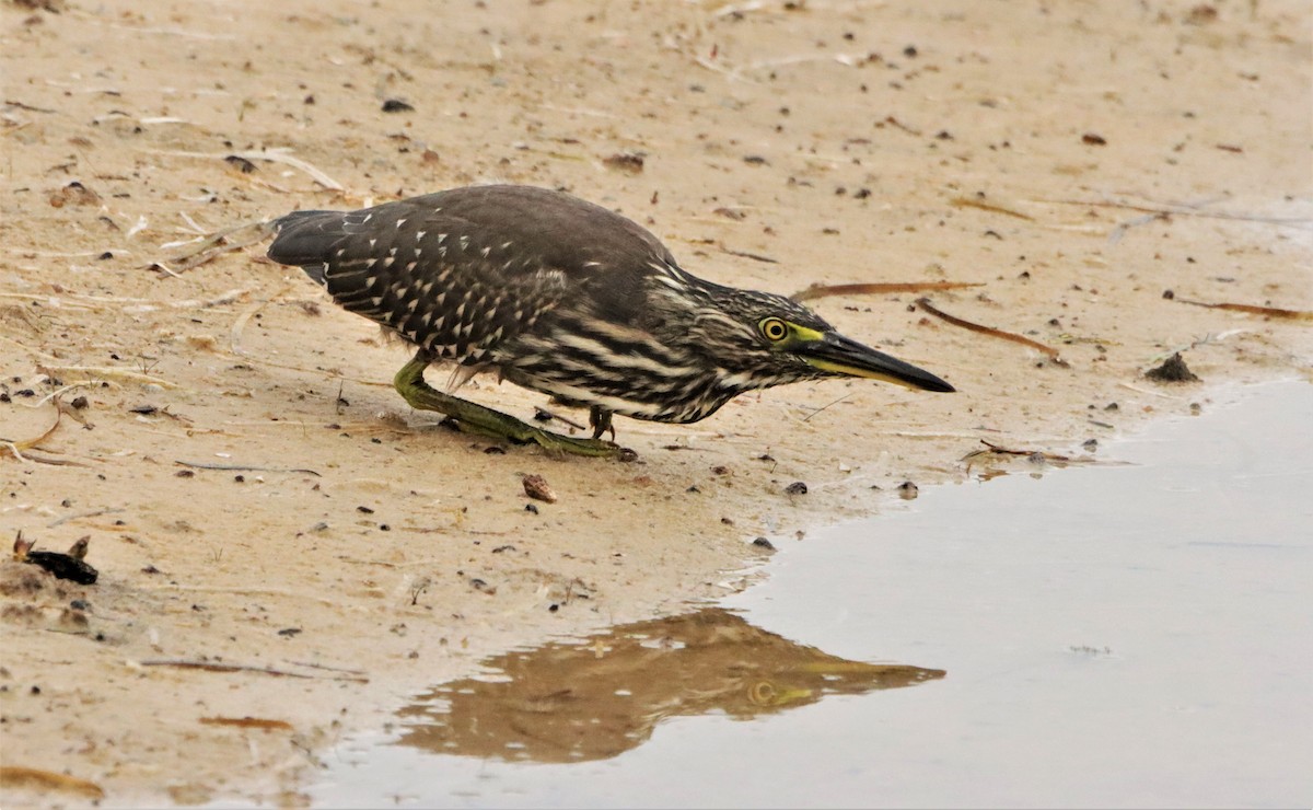 Striated Heron - ML386876001