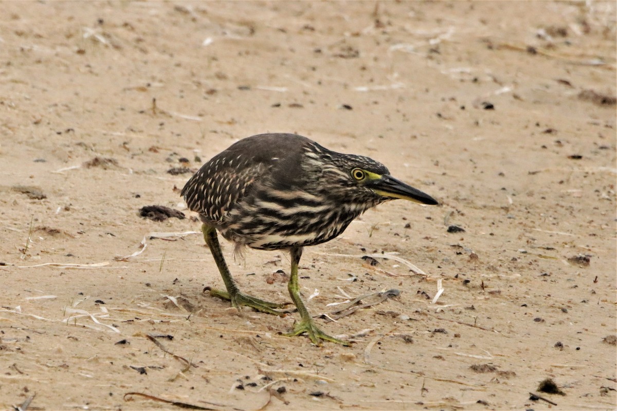 Striated Heron - ML386876011