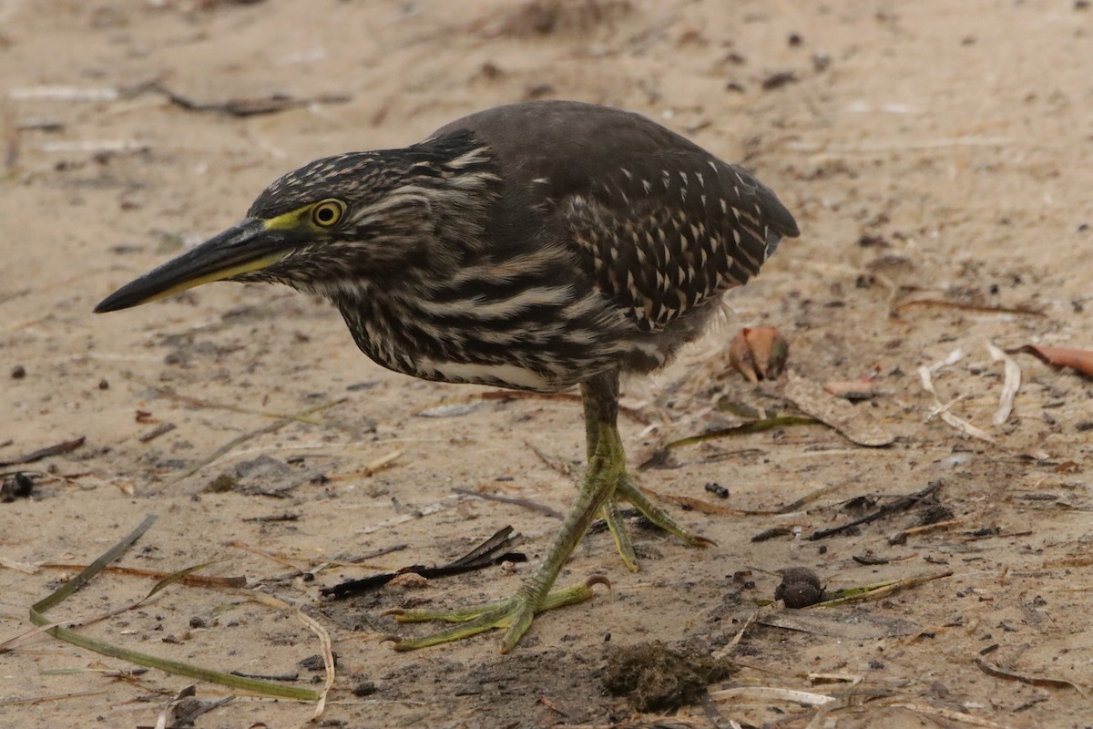 Striated Heron - ML386876021