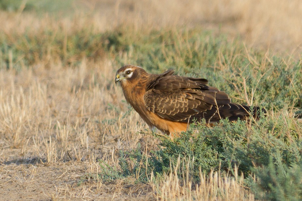Montagu's Harrier - ML386876051