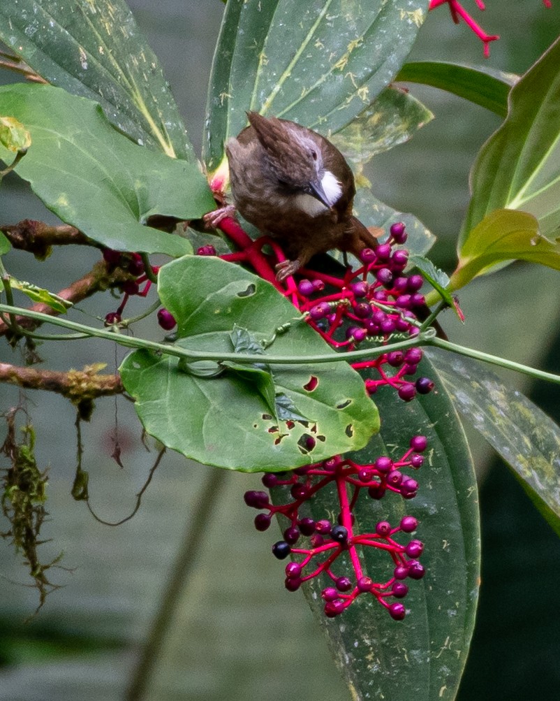 Penan Bulbul - ML386876181