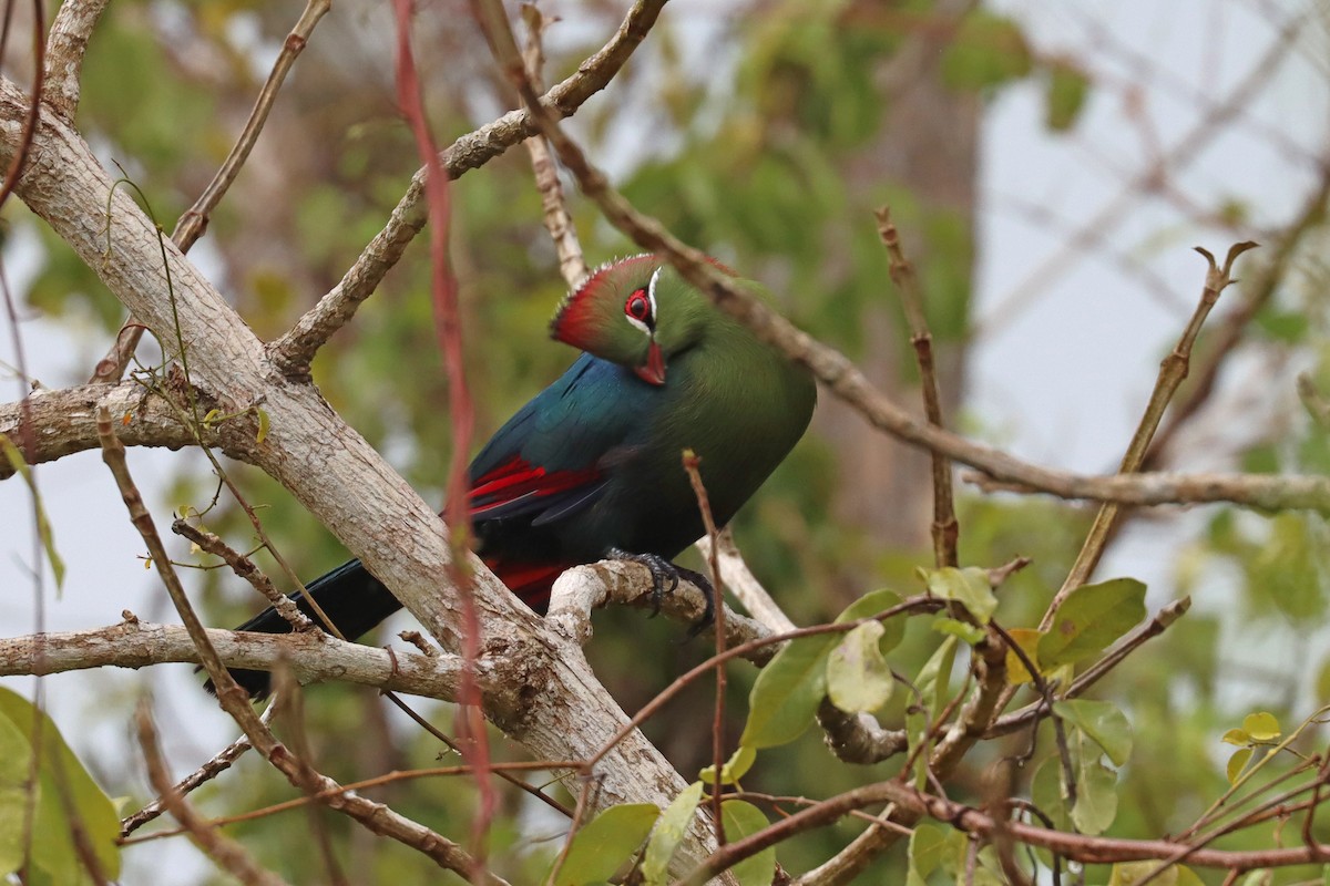 Fischer's Turaco - ML386876481