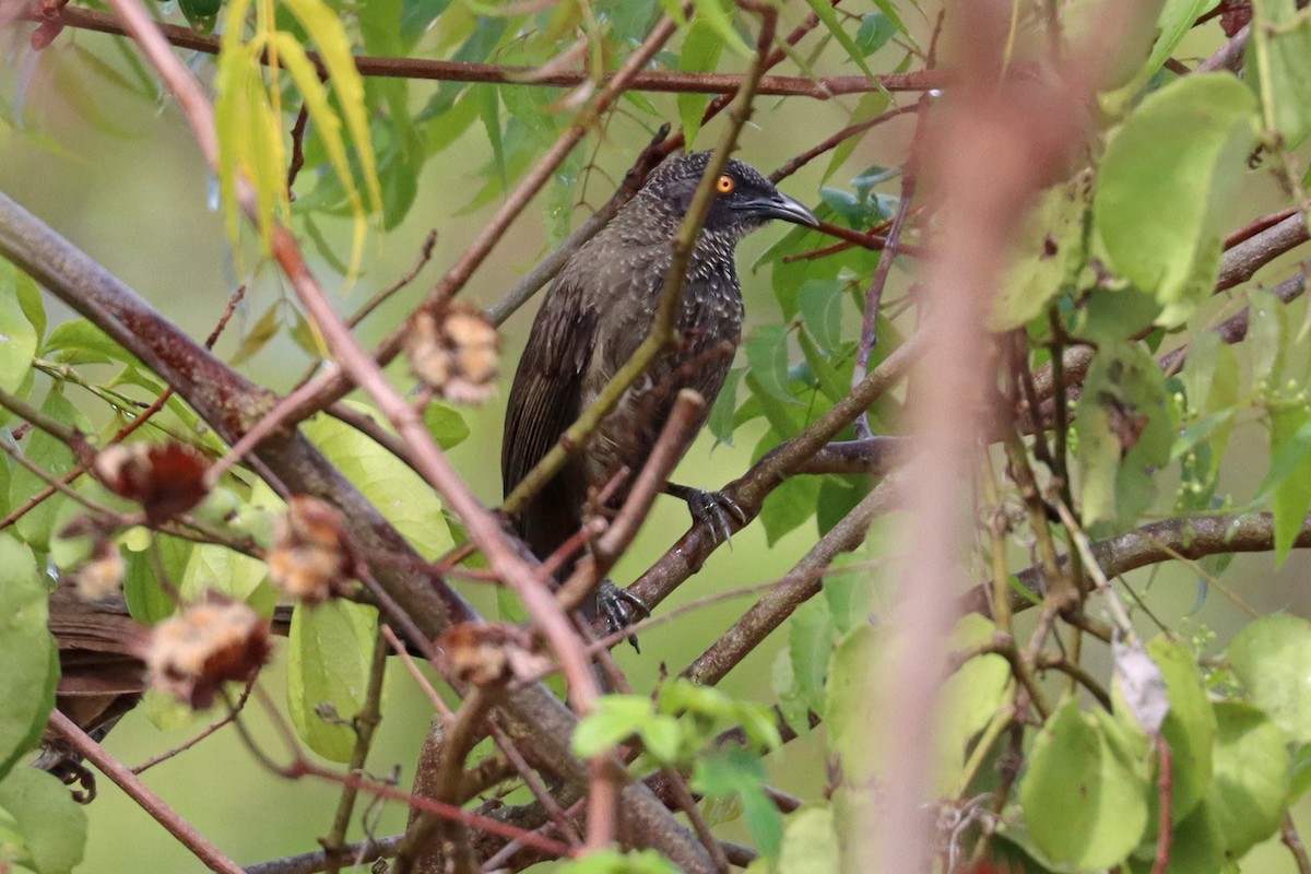 Scaly Babbler - ML386876491